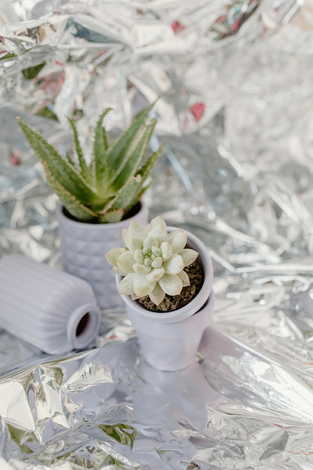 Succulent Planter